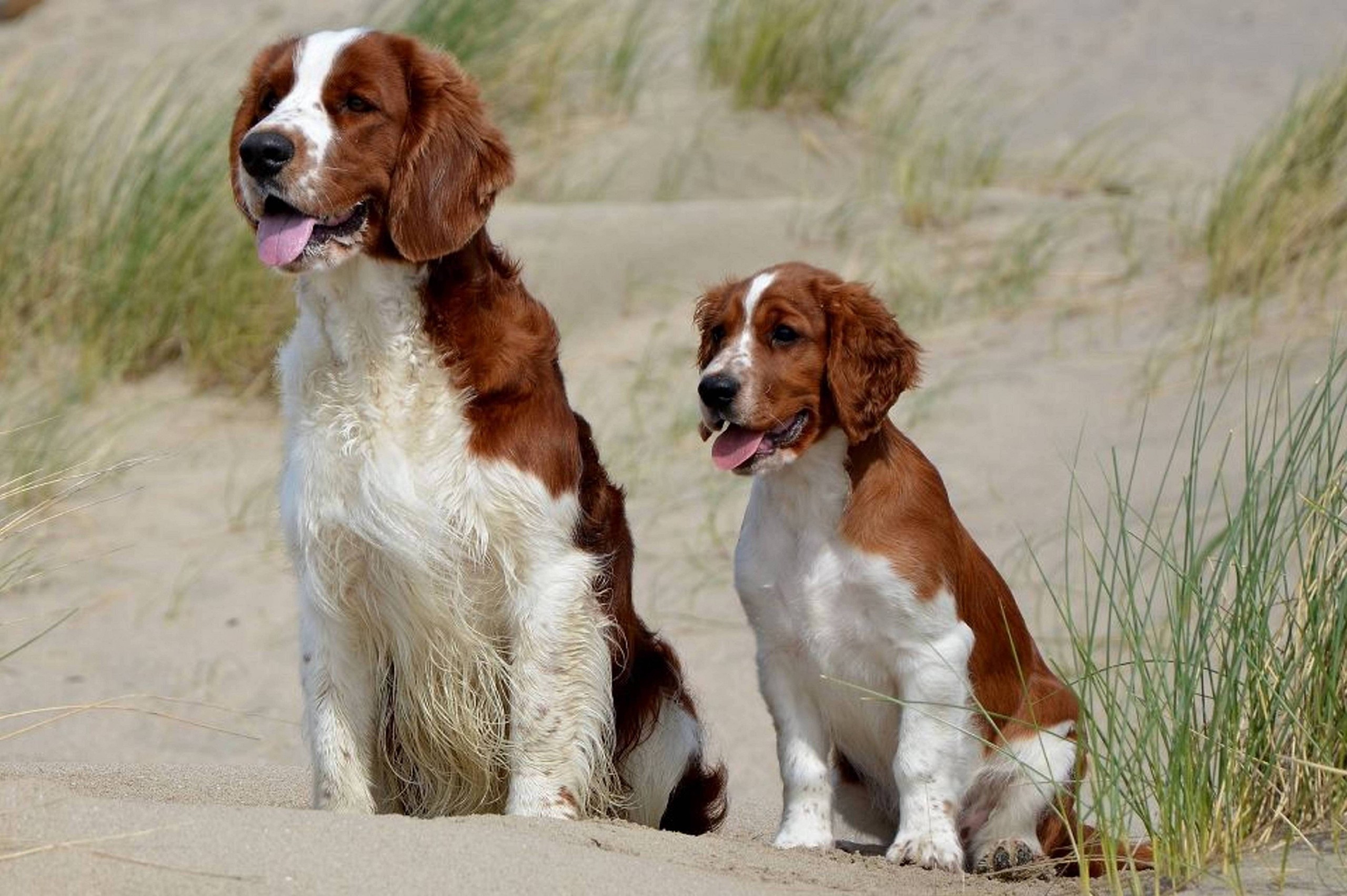 Strand-zee-duinen-Foto-Ruud-Rolaff.jpg